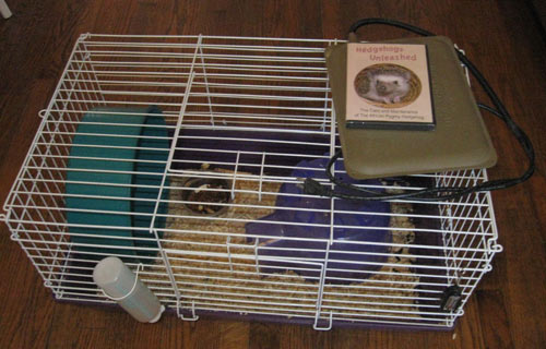 Hedgehog Pet Price >> Sample Cages | Riddle's Hedgehogs - Hedgehog Breeder in ... Hedgehog Pet Price >> Sample Cages | Riddle's Hedgehogs - Hedgehog Breeder in ...