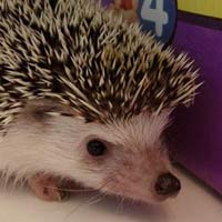 tiggy_thumb