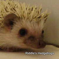 Lily_Thumb