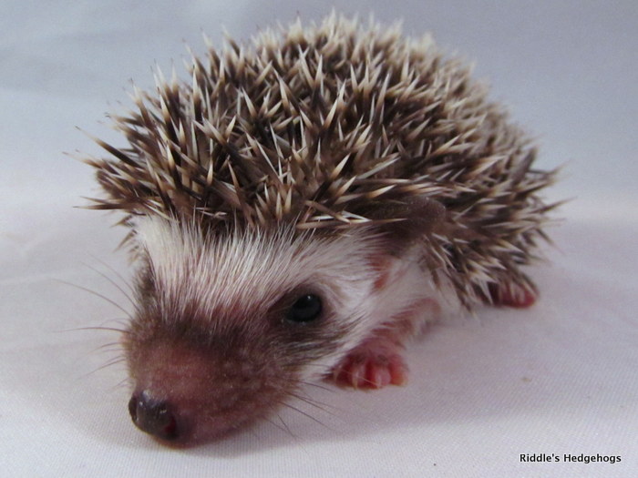 hedgehog for sale hedgehog for sale keywordsfind hedgehog for sale hedgehog for sale keywordsfind